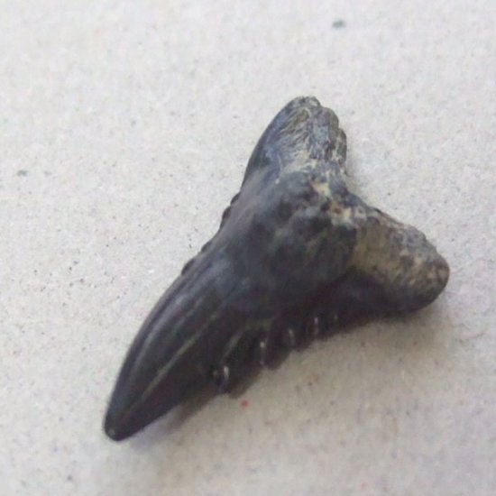 カマヒレザメの歯（化石）【現品】 - 30023ecb