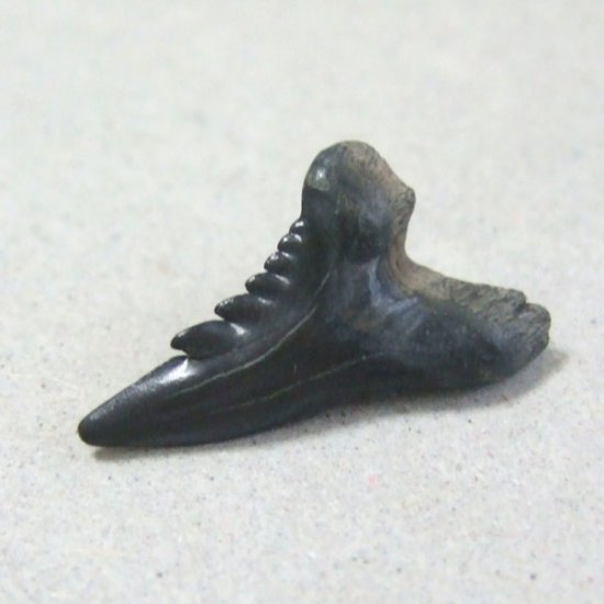 カマヒレザメの歯（化石）【現品】 - 30023ecb