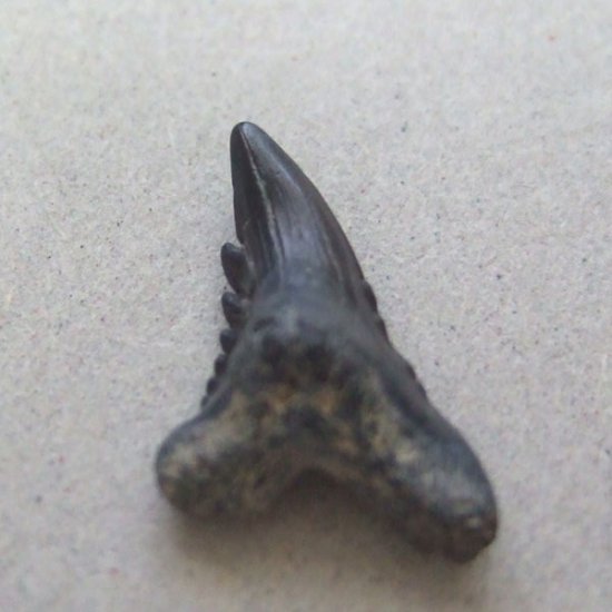 カマヒレザメの歯（化石）【現品】 - 30023ecb