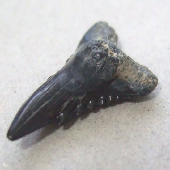 カマヒレザメの歯（化石）【現品】 - 30023ecb