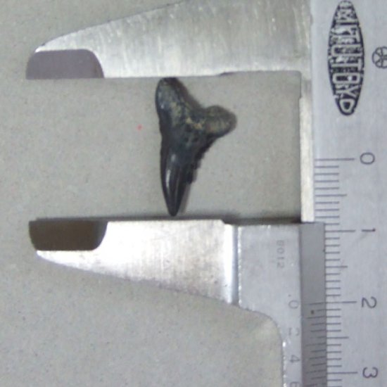 カマヒレザメの歯（化石）【現品】 - 30023ecb
