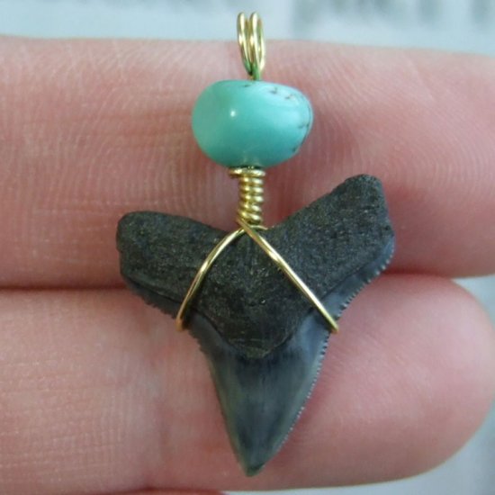 メジロザメの歯（化石）ペンダント【現品】 - 30059ecb