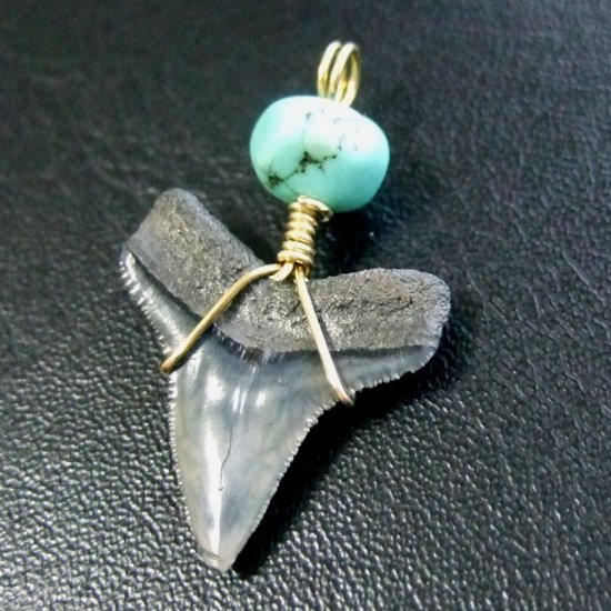 メジロザメの歯（化石）ペンダント【現品】 - 30059ecb