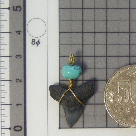 メジロザメの歯（化石）ペンダント【現品】 - 30059ecb