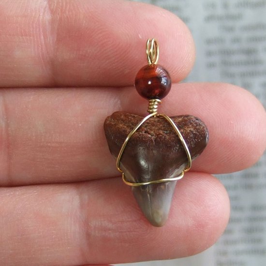 ザメの歯（化石）ペンダント【現品】 - 30093ehc