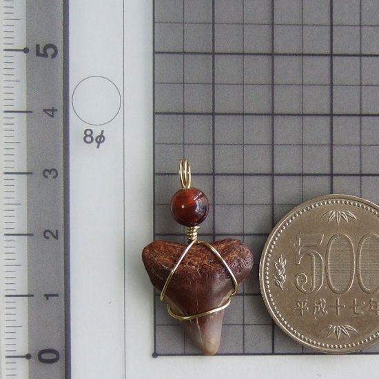 ザメの歯（化石）ペンダント【現品】 - 30093ehc