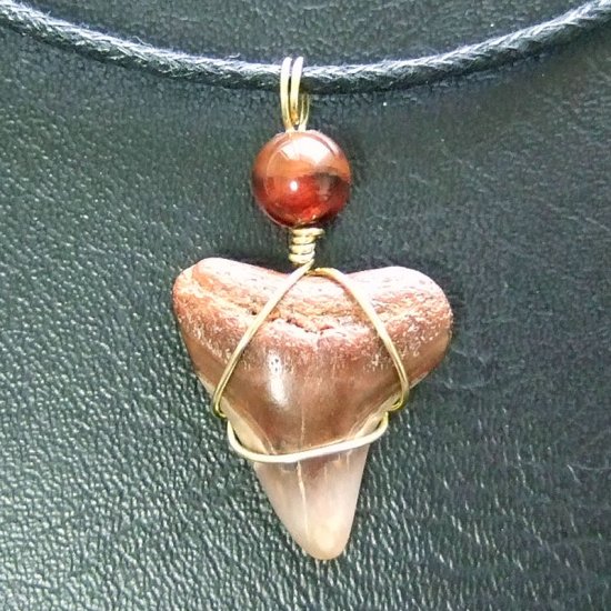 ザメの歯（化石）ペンダント【現品】 - 30093ehc