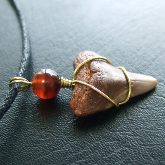 ザメの歯（化石）ペンダント【現品】 - 30093ehc