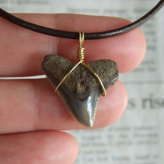 小さなサメの歯化石（メジロザメ）ペンダント【現品】 - 30109zhc