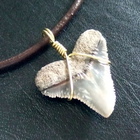 小さなサメの歯化石（メジロザメ）ペンダント【現品】 - 30109zhc