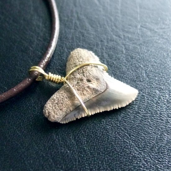 小さなサメの歯化石（メジロザメ）ペンダント【現品】 - 30109zhc