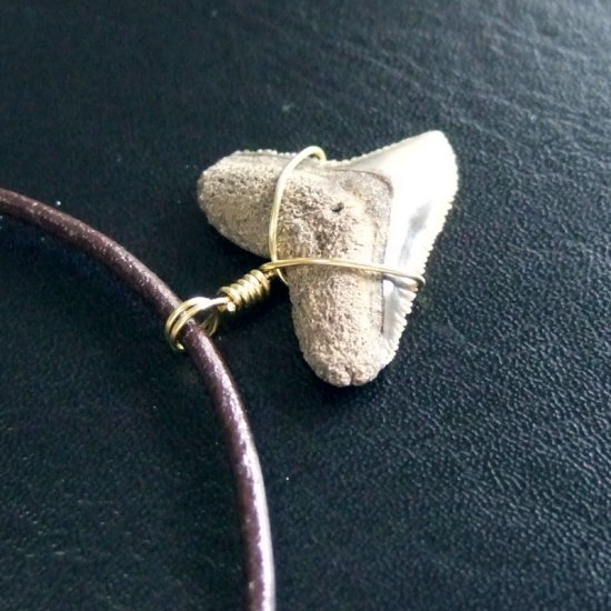 小さなサメの歯化石（メジロザメ）ペンダント【現品】 - 30109zhc