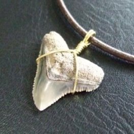 小さなサメの歯化石(メジロザメ)ペンダント【現品】 - 30109zhc  小さなサメの歯化石(メジロザメ)ペンダント【現品】 - 30109zhc