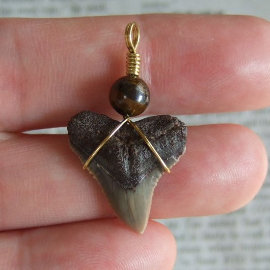 小さなサメの歯化石（メジロザメ）ペンダント【現品】 - 30110zhc