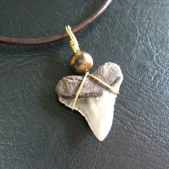 小さなサメの歯化石（メジロザメ）ペンダント【現品】 - 30110zhc