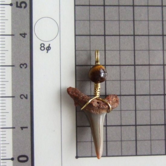 小さなサメの歯化石（シロワニ）ペンダント【現品】 - 30111zhc