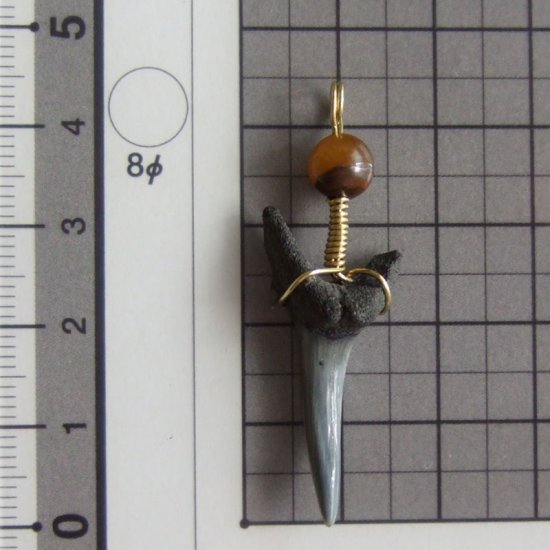 小さなサメの歯化石（シロワニ）ペンダント【現品】 - 30112zhc