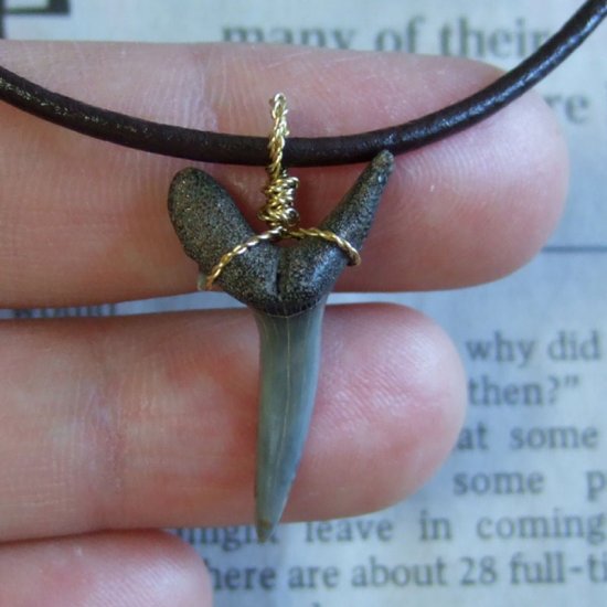 小さなサメの歯化石（ワニザメ）ペンダント【現品】 - 30125zhc