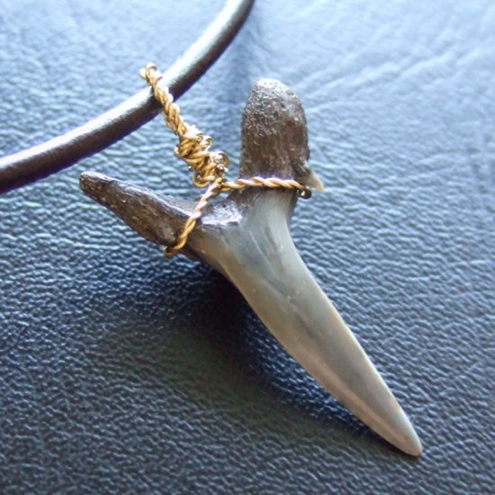 小さなサメの歯化石（ワニザメ）ペンダント【現品】 - 30125zhc