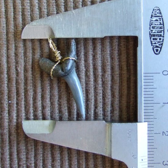 小さなサメの歯化石（ワニザメ）ペンダント【現品】 - 30125zhc