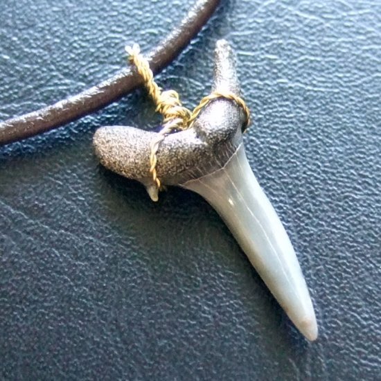 小さなサメの歯化石（ワニザメ）ペンダント【現品】 - 30125zhc