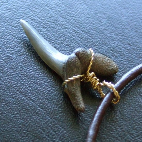 小さなサメの歯化石（ワニザメ）ペンダント【現品】 - 30125zhc