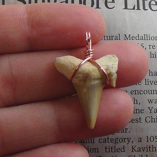 【表示現品】本物のサメの歯化石ペンダントトップ 2.7 cm - 30126zhc
