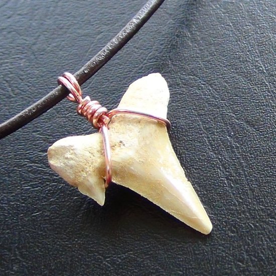 【表示現品】本物のサメの歯化石ペンダントトップ 2.7 cm - 30126zhc