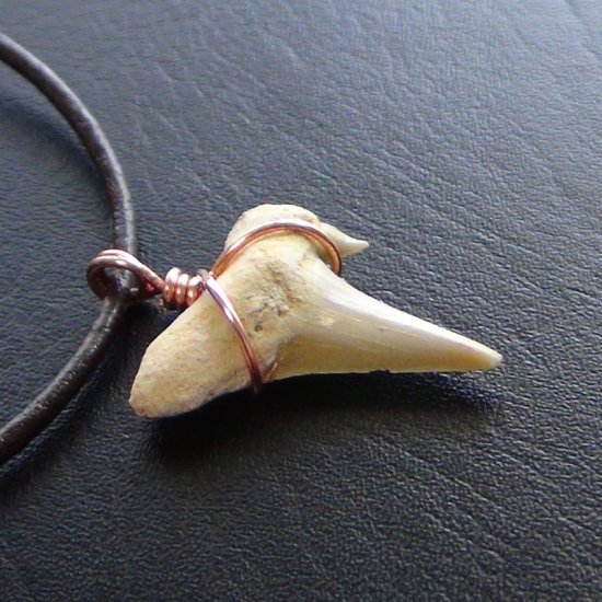 【表示現品】本物のサメの歯化石ペンダントトップ 2.7 cm - 30126zhc