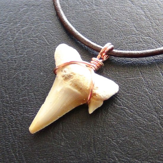 【表示現品】本物のサメの歯化石ペンダントトップ 2.7 cm - 30126zhc