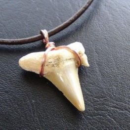 【表示現品】本物のサメの歯化石ペンダントトップ 2.7 cm - 30126zhc  【表示現品】本物のサメの歯化石ペンダントトップ 2.7 cm - 30126zhc