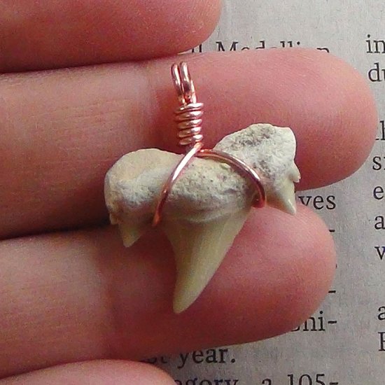 【表示現品】本物のサメの歯化石ペンダントトップ 2.4 cm - 30127zhc