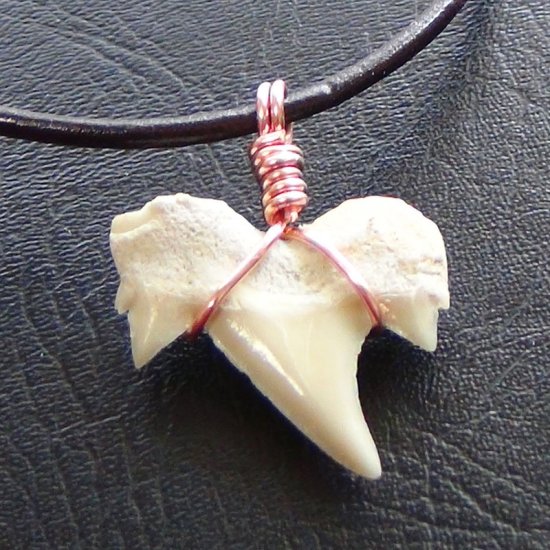 【表示現品】本物のサメの歯化石ペンダントトップ 2.4 cm - 30127zhc