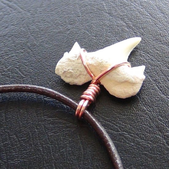 【表示現品】本物のサメの歯化石ペンダントトップ 2.4 cm - 30127zhc