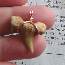 【表示現品】本物のサメの歯化石ペンダントトップ 2.5 cm - 30128zhc  【表示現品】本物のサメの歯化石ペンダントトップ 2.5 cm - 30128zhc