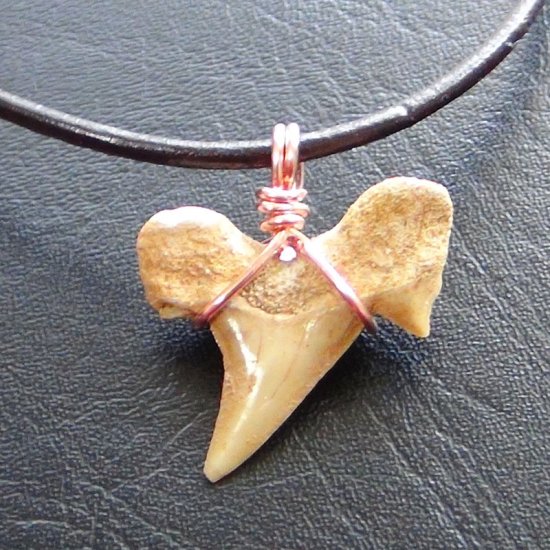 【表示現品】本物のサメの歯化石ペンダントトップ 2.5 cm - 30128zhc