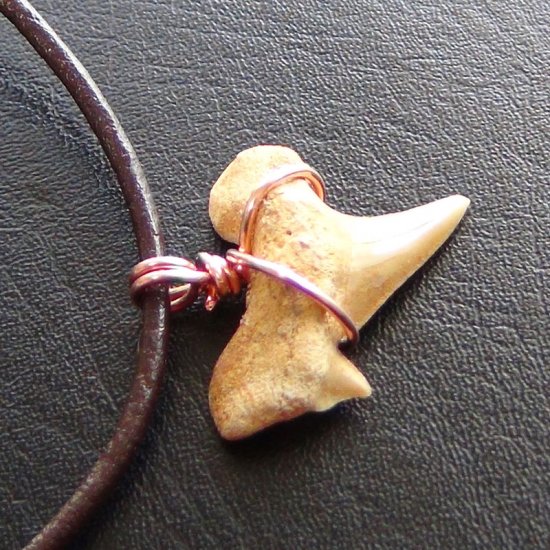 【表示現品】本物のサメの歯化石ペンダントトップ 2.5 cm - 30128zhc