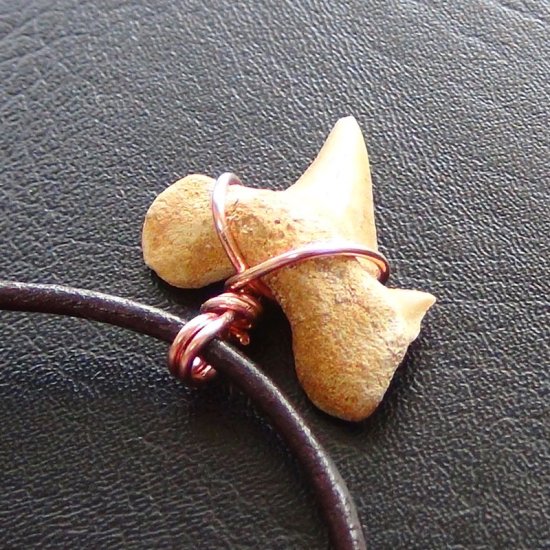 【表示現品】本物のサメの歯化石ペンダントトップ 2.5 cm - 30128zhc