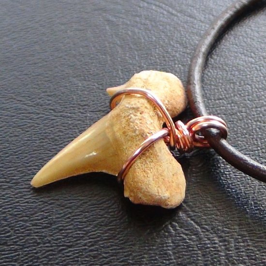 【表示現品】本物のサメの歯化石ペンダントトップ 2.5 cm - 30128zhc