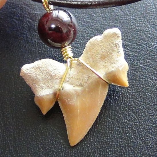 【表示現品】本物のサメの歯化石ペンダントトップ 2.4 cm - 30131zhc