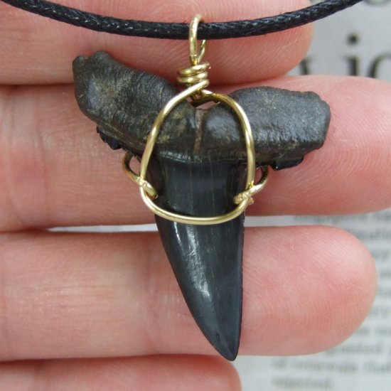 【大型】シロワニの上顎前歯（サメの歯化石）【現品】 - 30133zhb