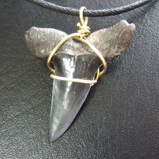 【大型】シロワニの上顎前歯（サメの歯化石）【現品】 - 30133zhb