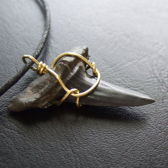 【大型】シロワニの上顎前歯（サメの歯化石）【現品】 - 30133zhb