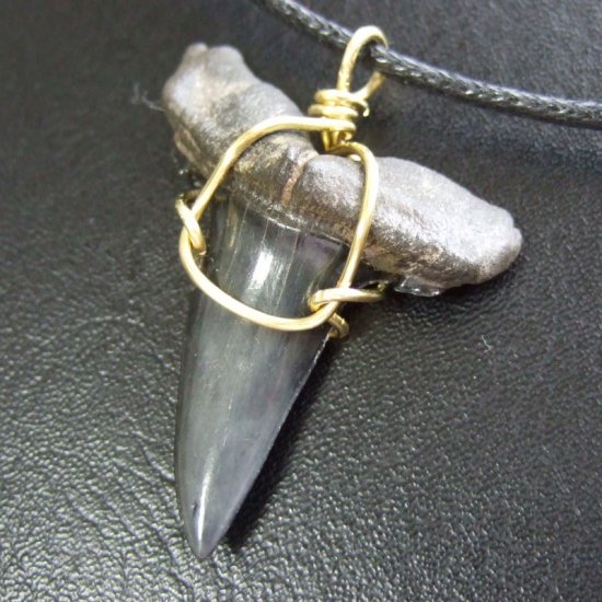 【大型】シロワニの上顎前歯（サメの歯化石）【現品】 - 30133zhb