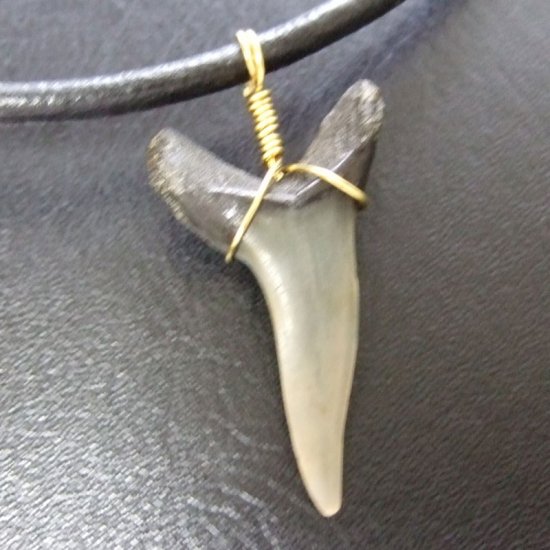 大型アオザメの歯化石 ワイヤーラップペンダント（3.5cm）【現品】 - 30148zhc