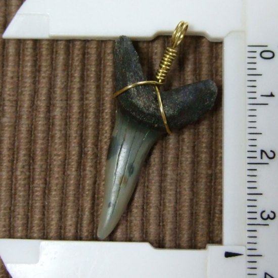 大型アオザメの歯化石 ワイヤーラップペンダント（3.5cm）【現品】 - 30148zhc