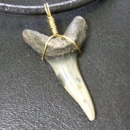 大型アオザメの歯化石 ワイヤーラップペンダント(3.5cm)【現品】 - 30148zhc  大型アオザメの歯化石 ワイヤーラップペンダント(3.5cm)【現品】 - 30148zhc