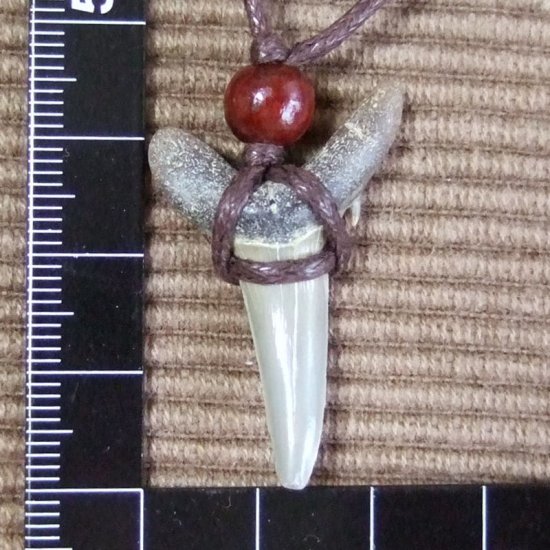 大型アオザメの歯化石 ペンダント（3.5cm）【現品】 - 30169zhb