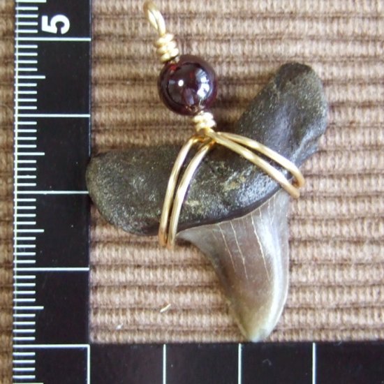 大型アオザメの歯化石 ワイヤーラップペンダント（3.8cm）【現品】 - 30172zhb