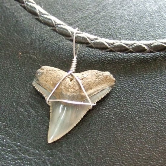 ザメの歯（化石）ペンダント【現品】 - 30174zhb